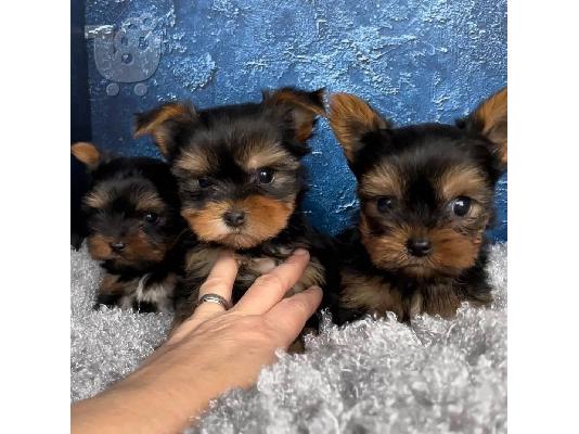 PoulaTo: Registered Yorkshire Puppies For Re-Homing